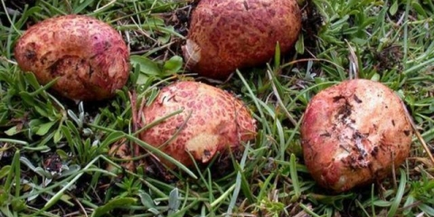 Rhizopogon ružičasti: kako kuhati, opis i fotografija